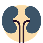 Kidneys