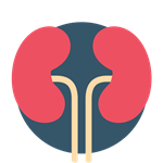 Kidneys